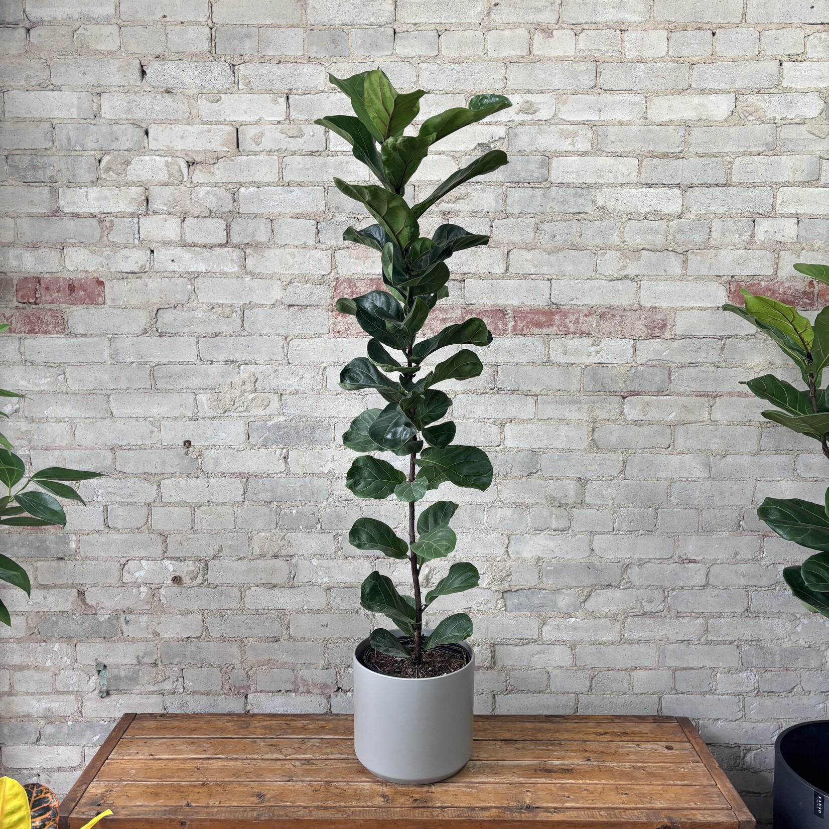 10" Ficus Lyrata Compacta Column 10"