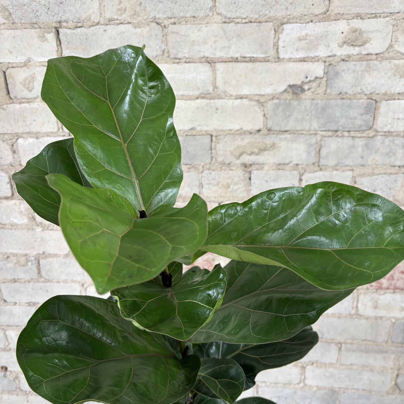10" Ficus Lyrata Compacta Column 10"