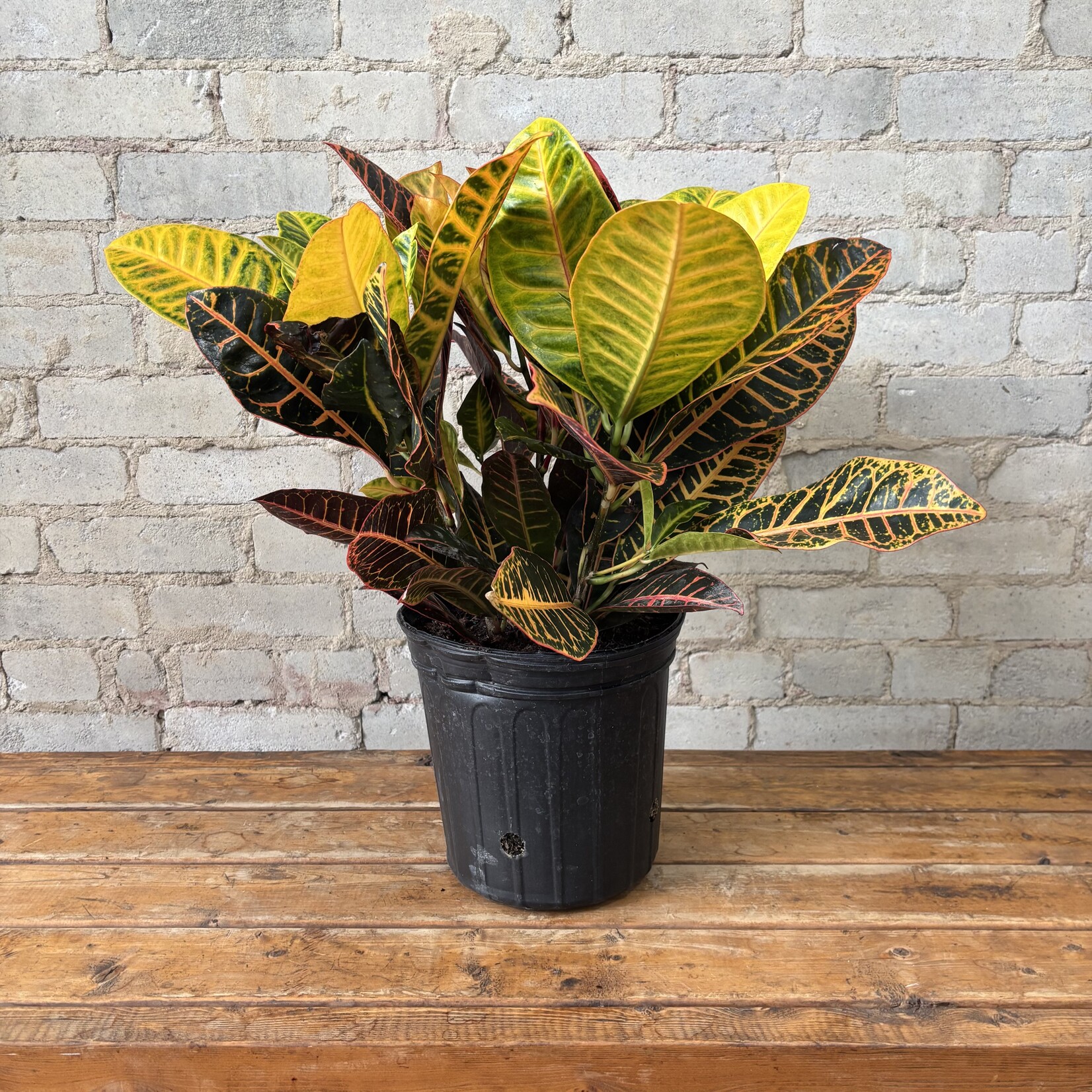 Croton Petra 9"