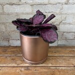 Calathea Purple Rose 6"