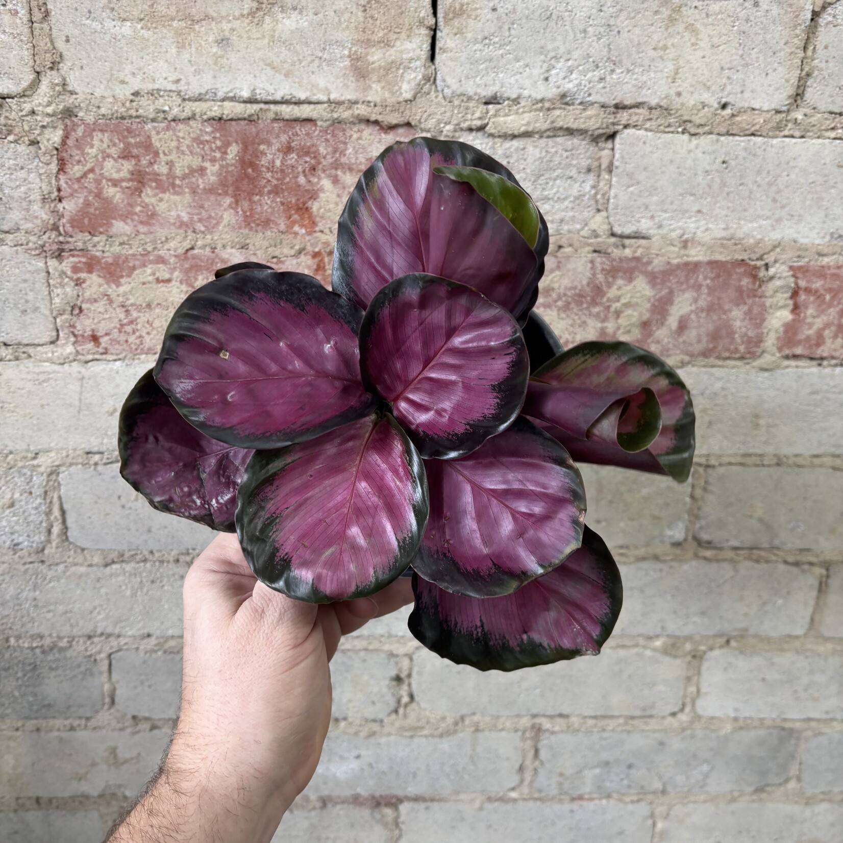 Calathea Purple Rose 6"