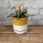 Hoya Macrophylla 'Pot of Gold' 4"