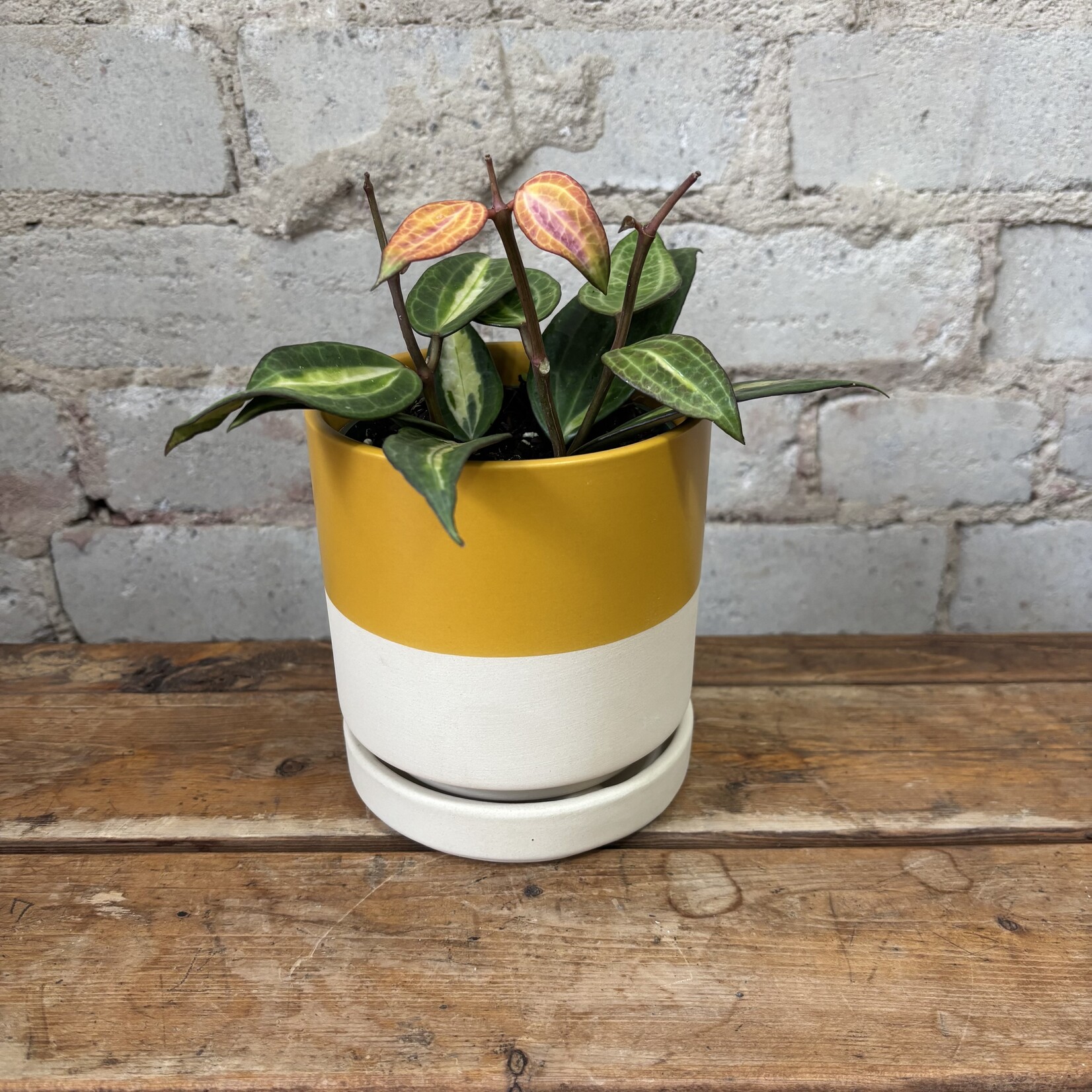 Hoya Macrophylla 'Pot of Gold' 4"