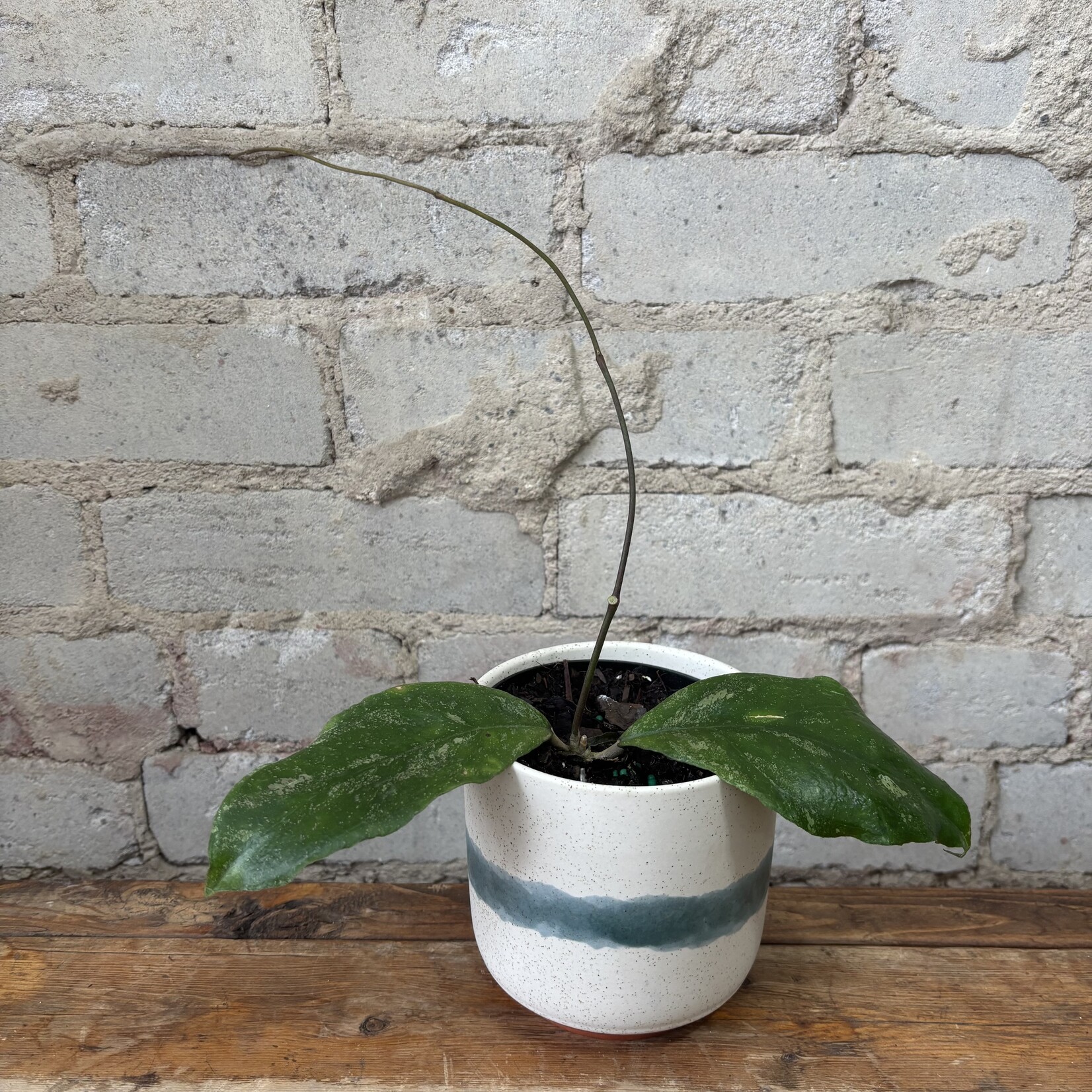 Hoya Chicken Farm 4"