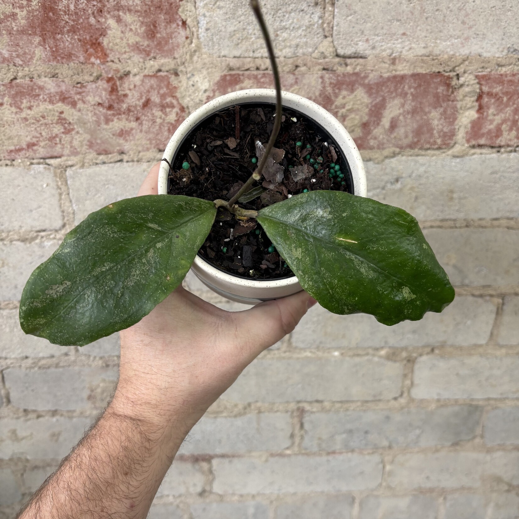 Hoya Chicken Farm 4"