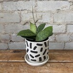 Hoya Callistophylla 4"