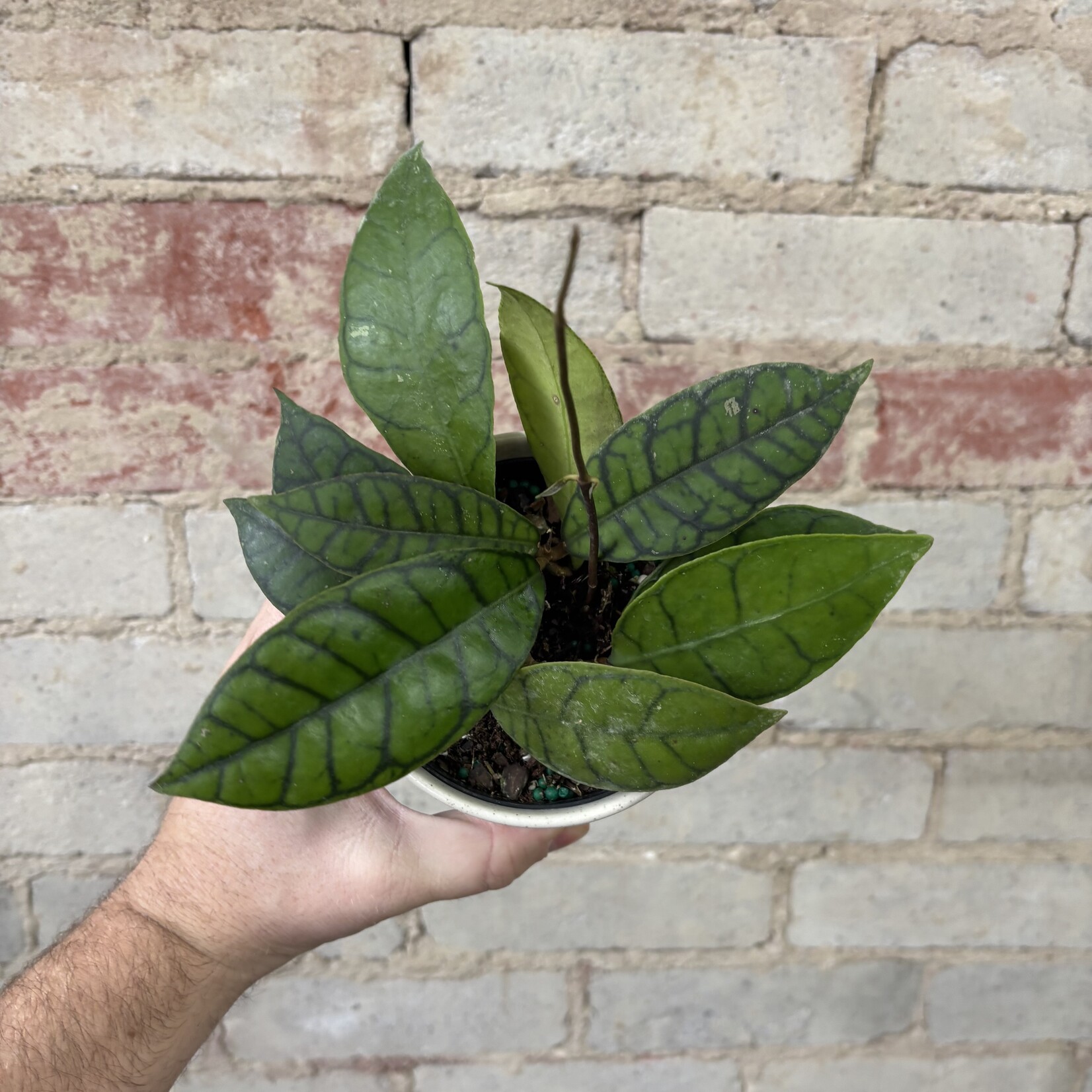 Hoya Callistophylla 4"