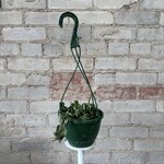Hoya Compacta Green Rope 6"