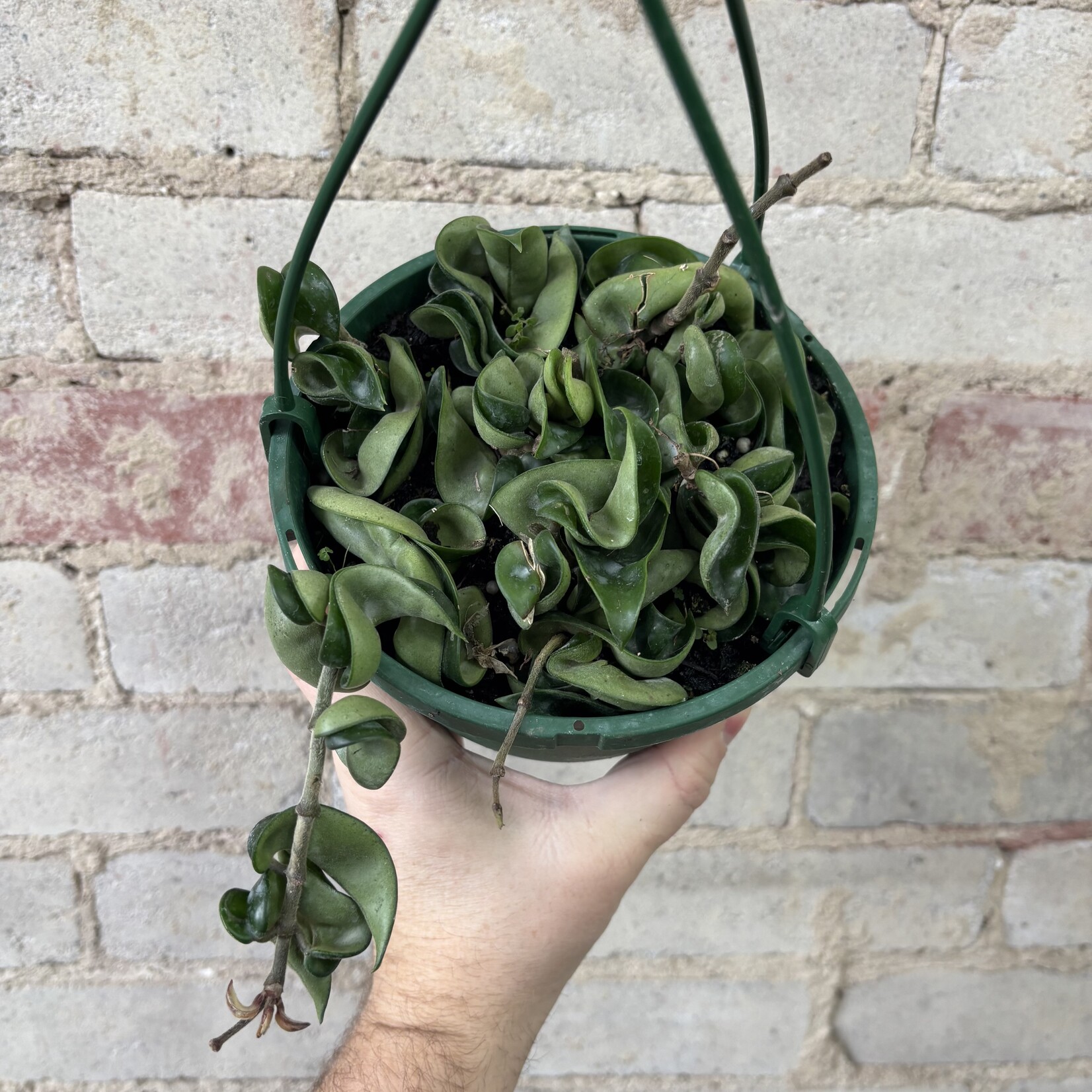 Hoya Compacta Green Rope 6"