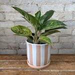 Aglaonema Green Papaya 6"