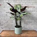 Calathea White Star 10"