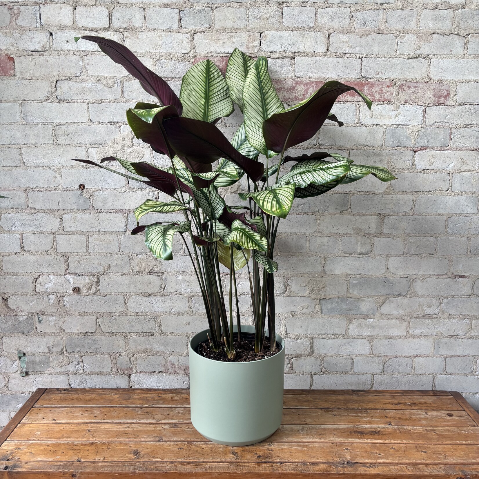 Calathea White Star 10"