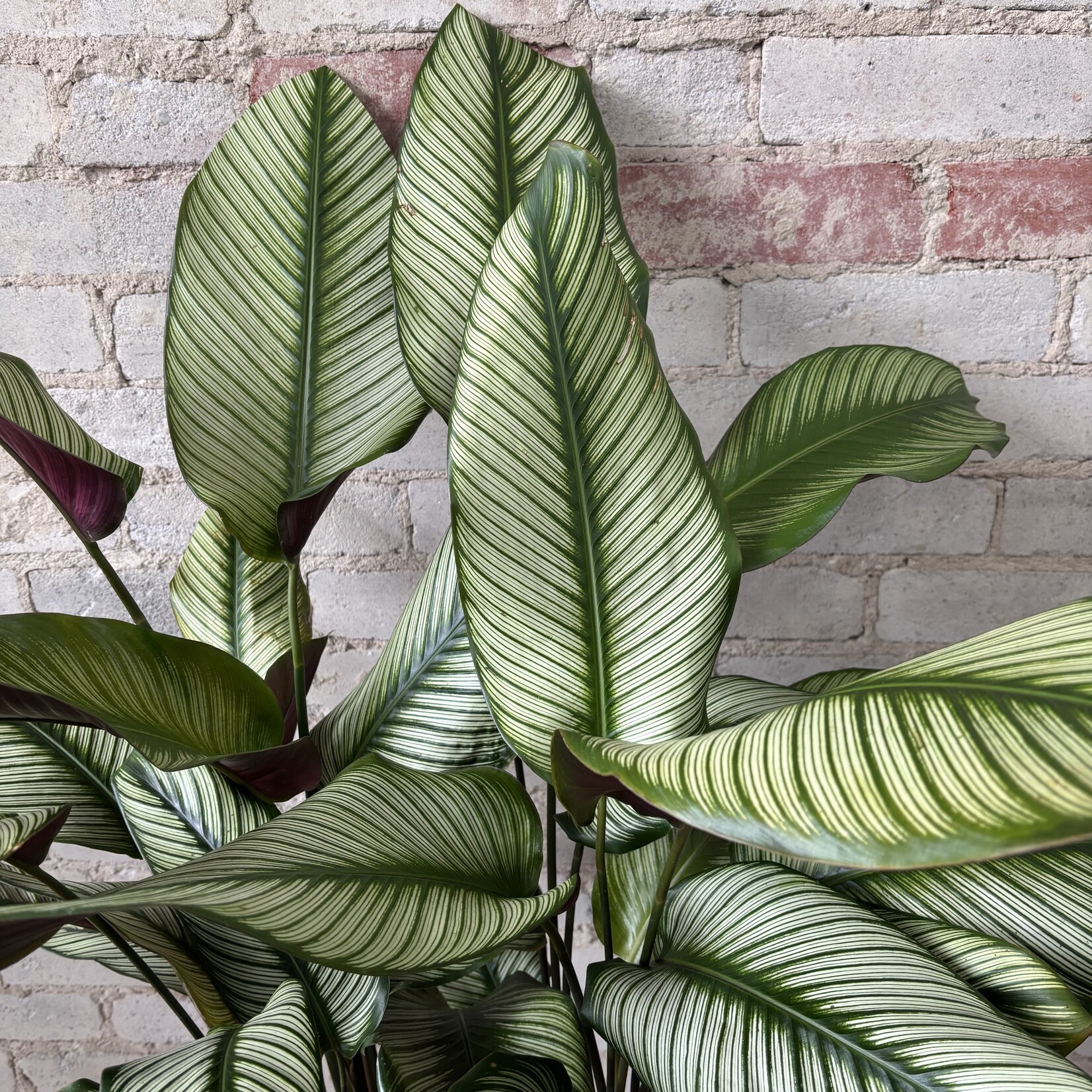 Calathea White Star 10"