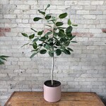 Ficus Audrey Standard 10"