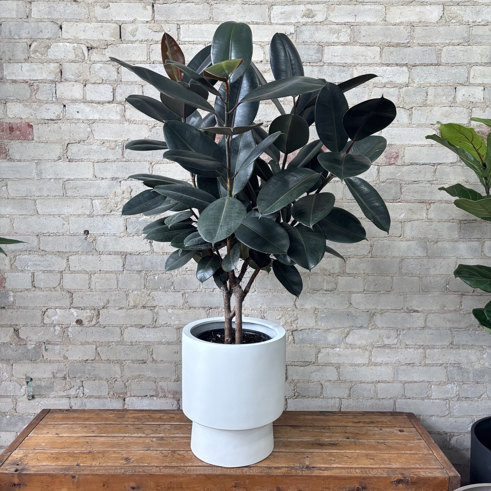 Ficus Elastica Robusta 10"