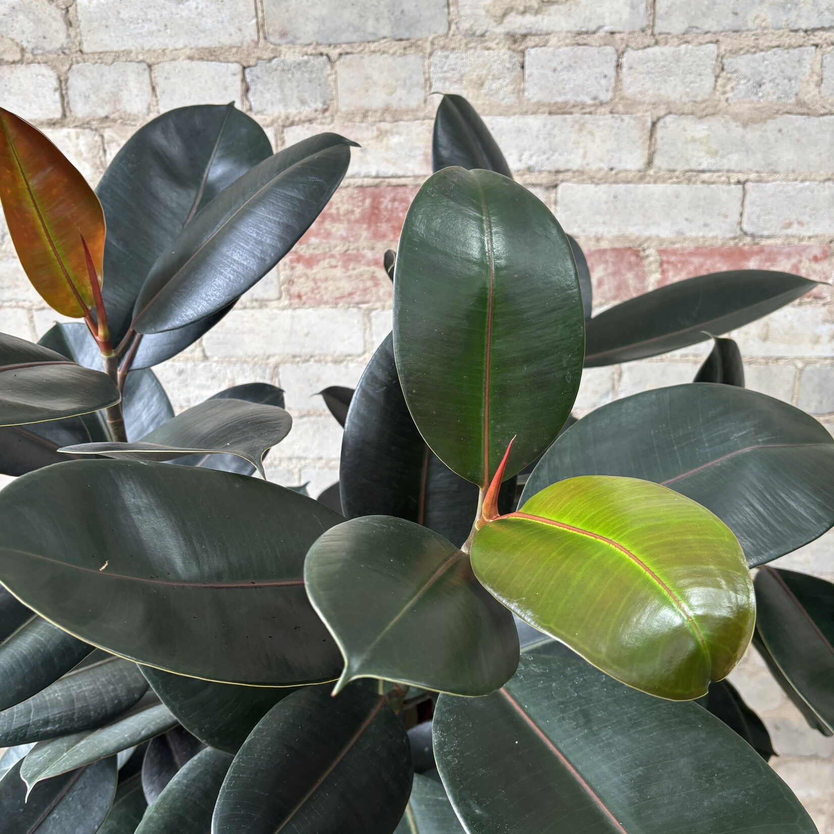 Ficus Elastica Robusta 10"