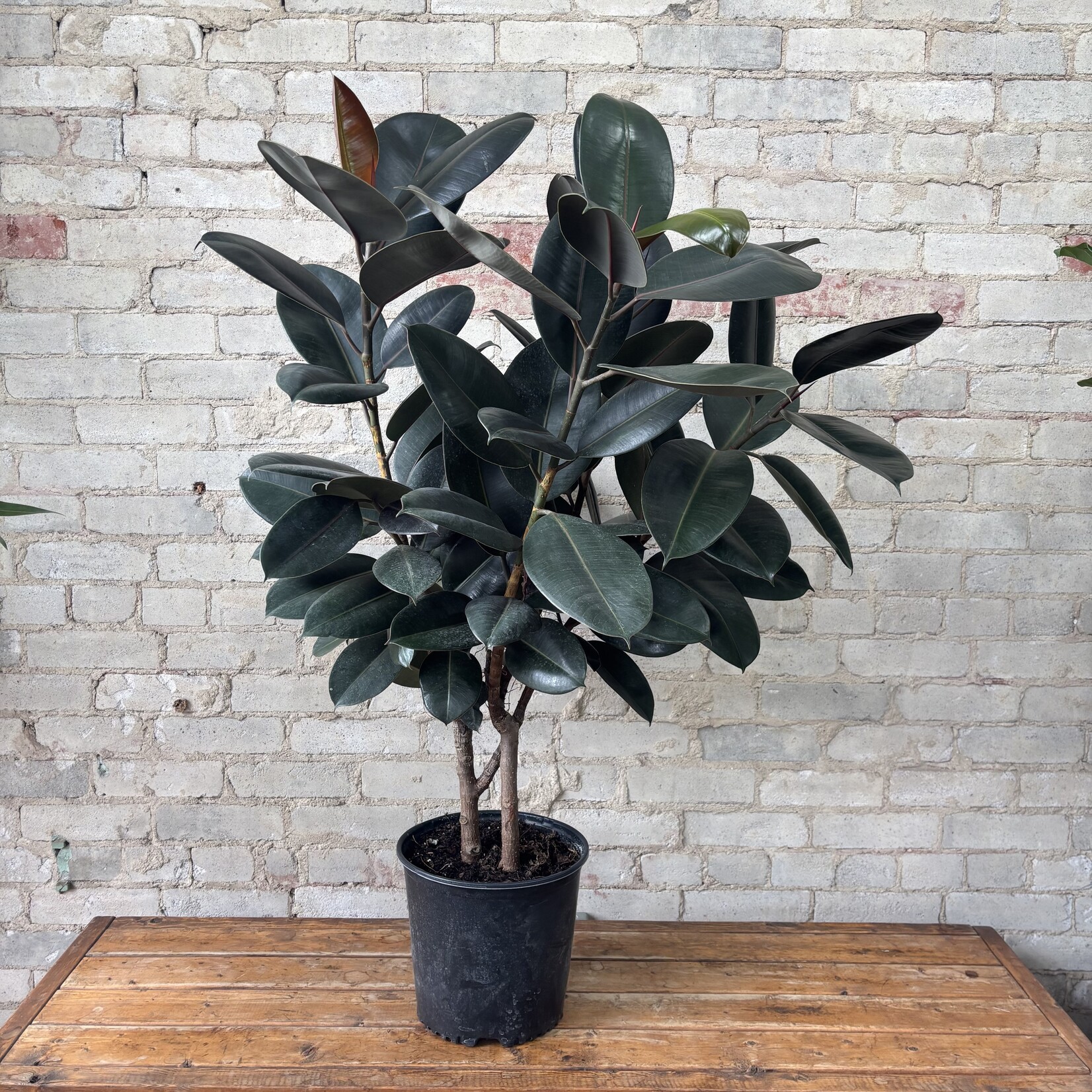 Ficus Elastica Robusta 10"