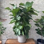 Ficus Lyrata Bush 14"