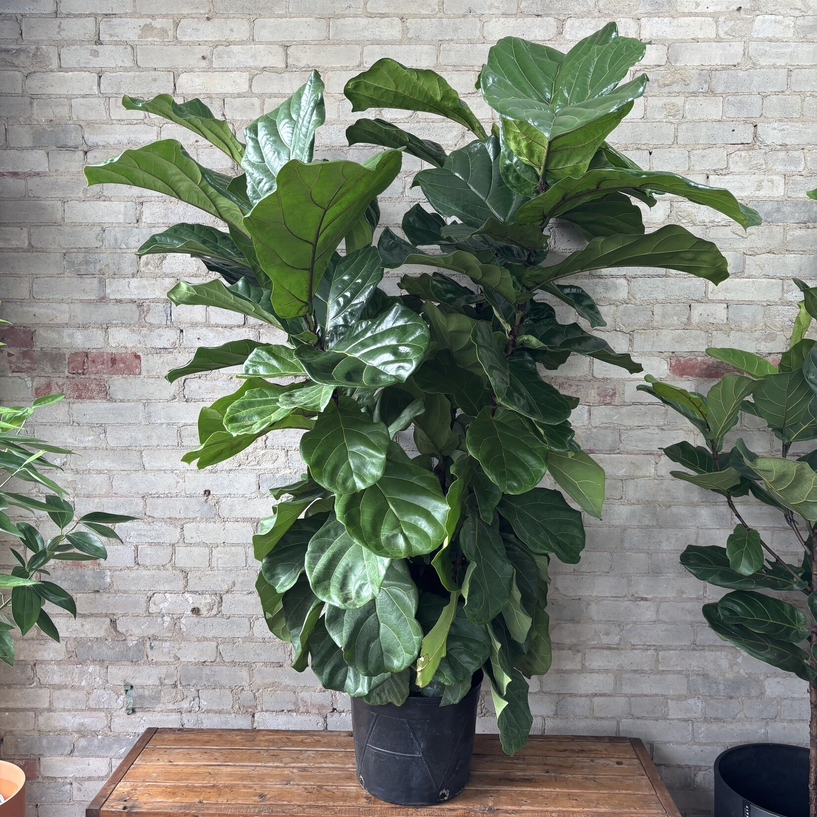 Ficus Lyrata Bush 14"