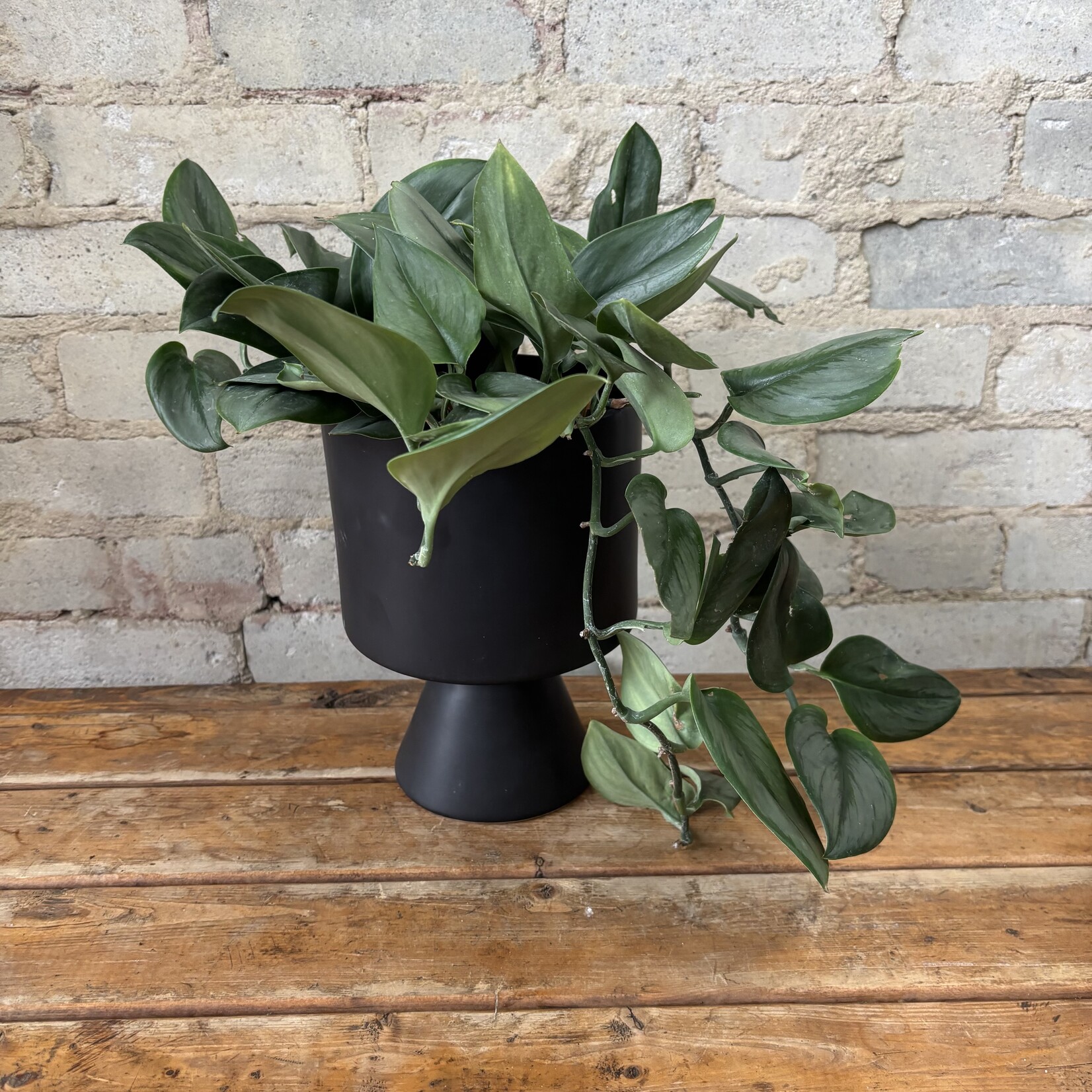 Scindapsus Treubii Moonlight 6"