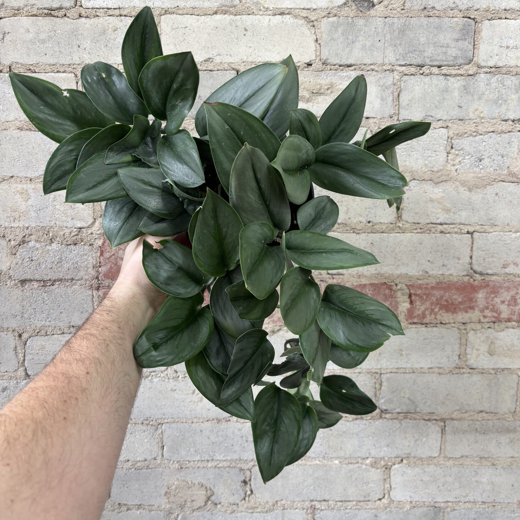 Scindapsus Treubii Moonlight 6"