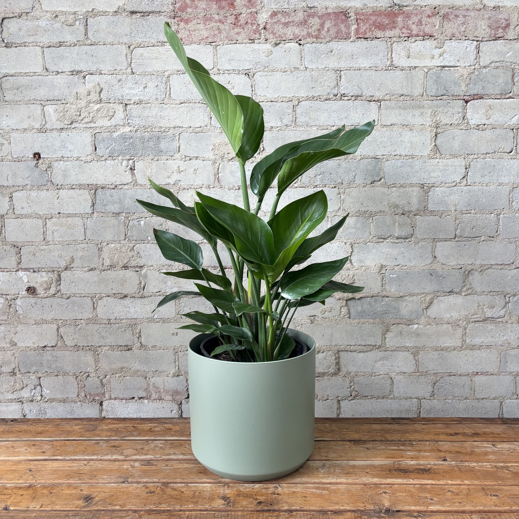 Strelitzia Nicolai White Bird of Paradise 10"