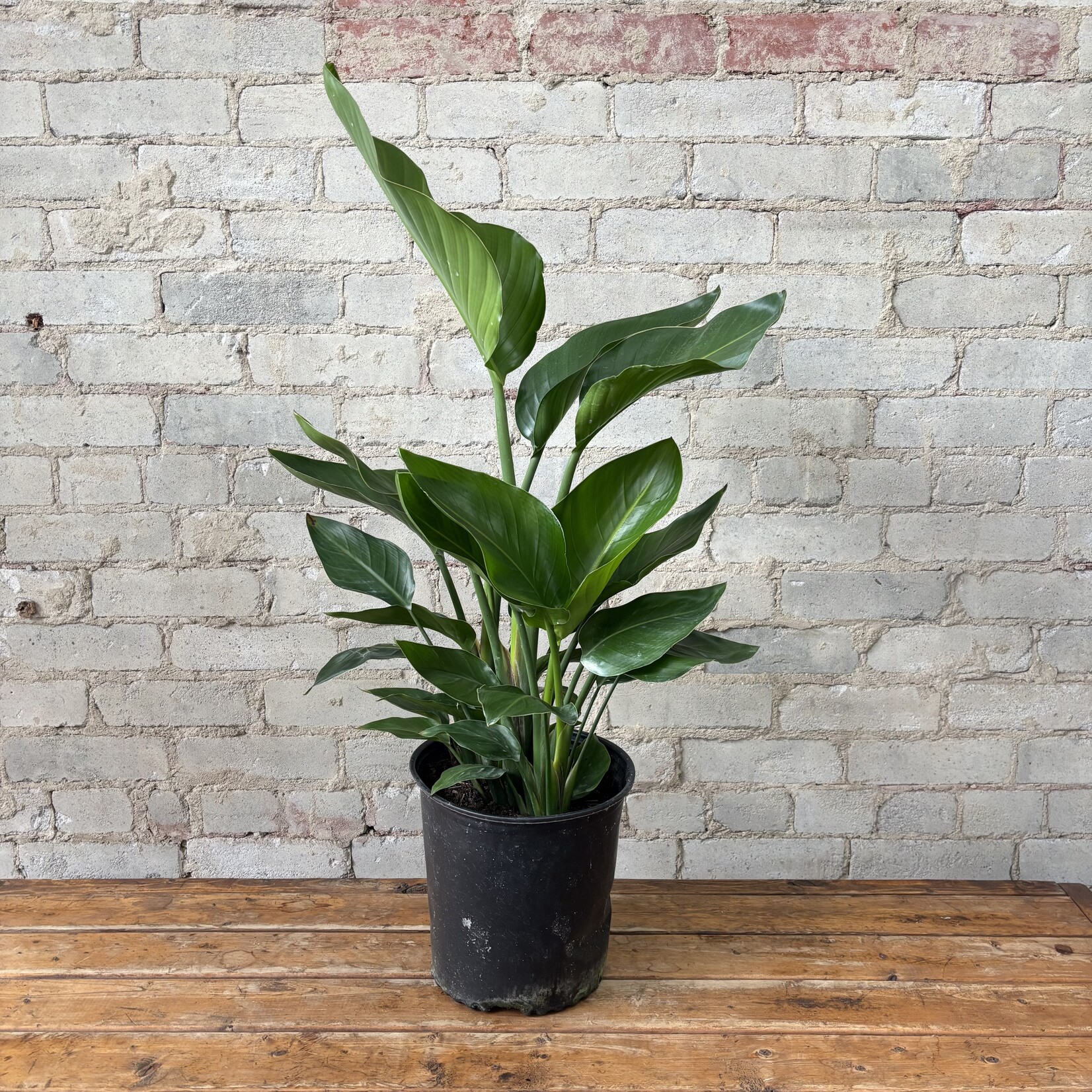 Strelitzia Nicolai White Bird of Paradise 10"