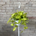 Neon Pothos 8" HB