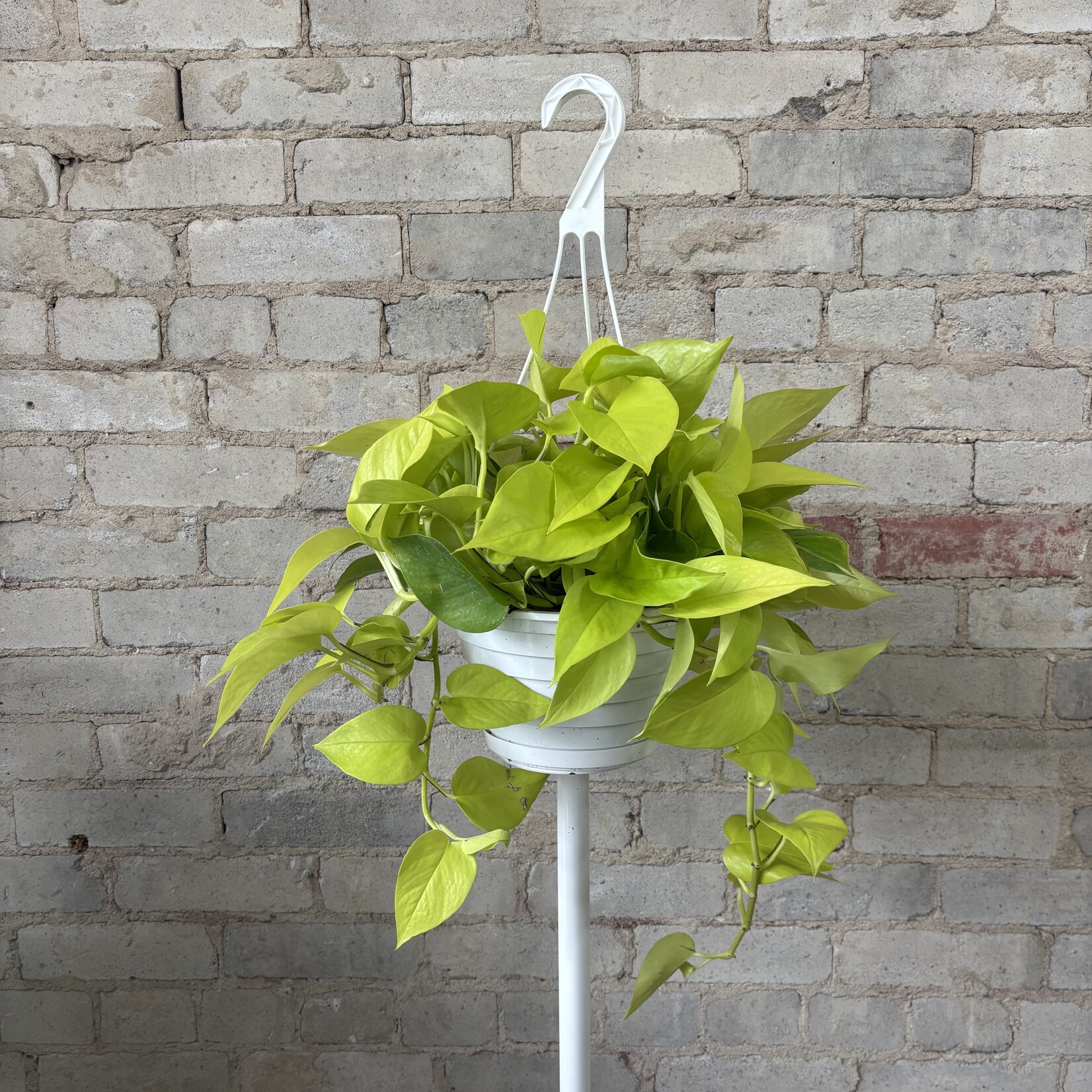 Neon Pothos 8" HB