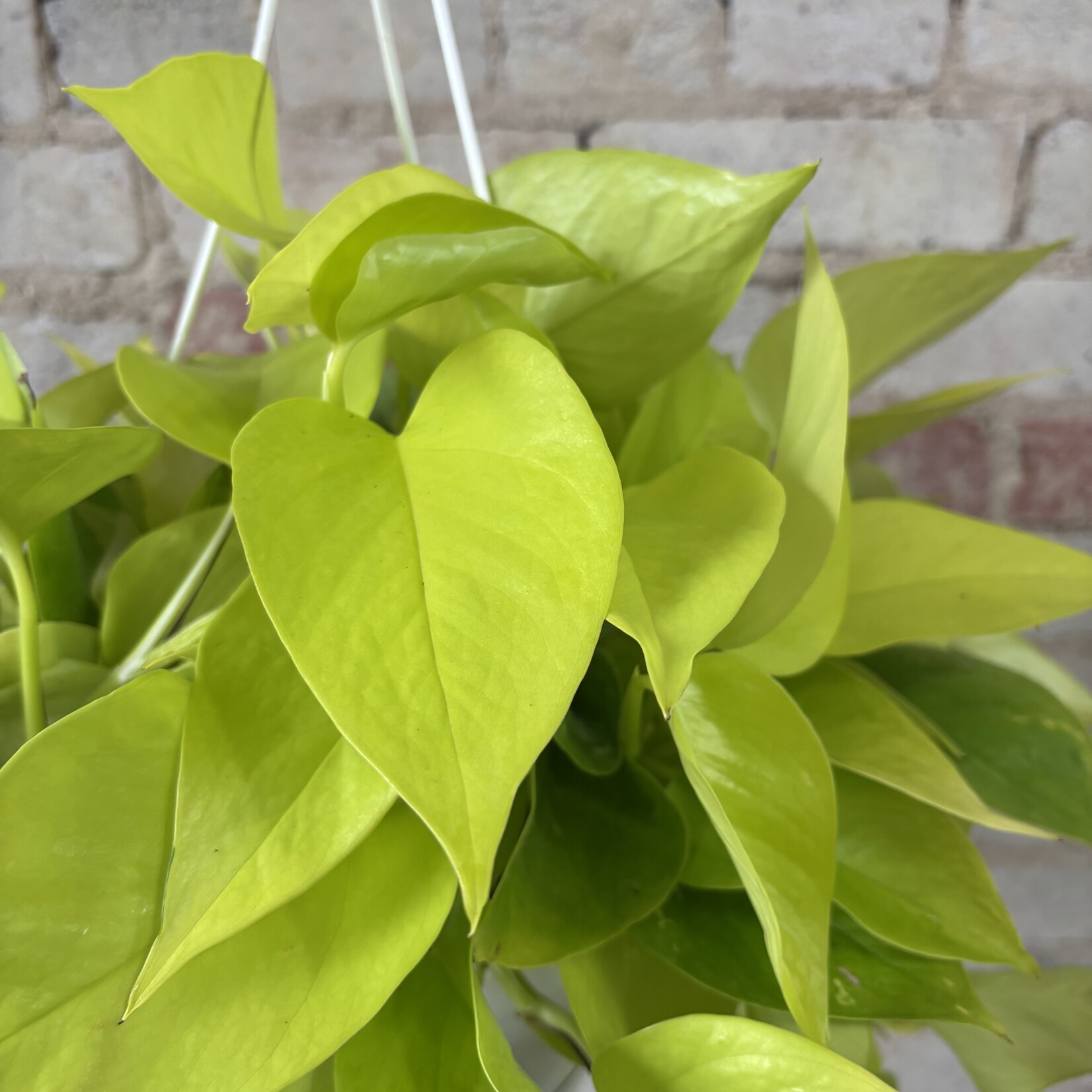 Neon Pothos 8" HB