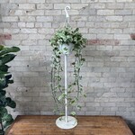 Pearls and Jade Pothos 8" HB