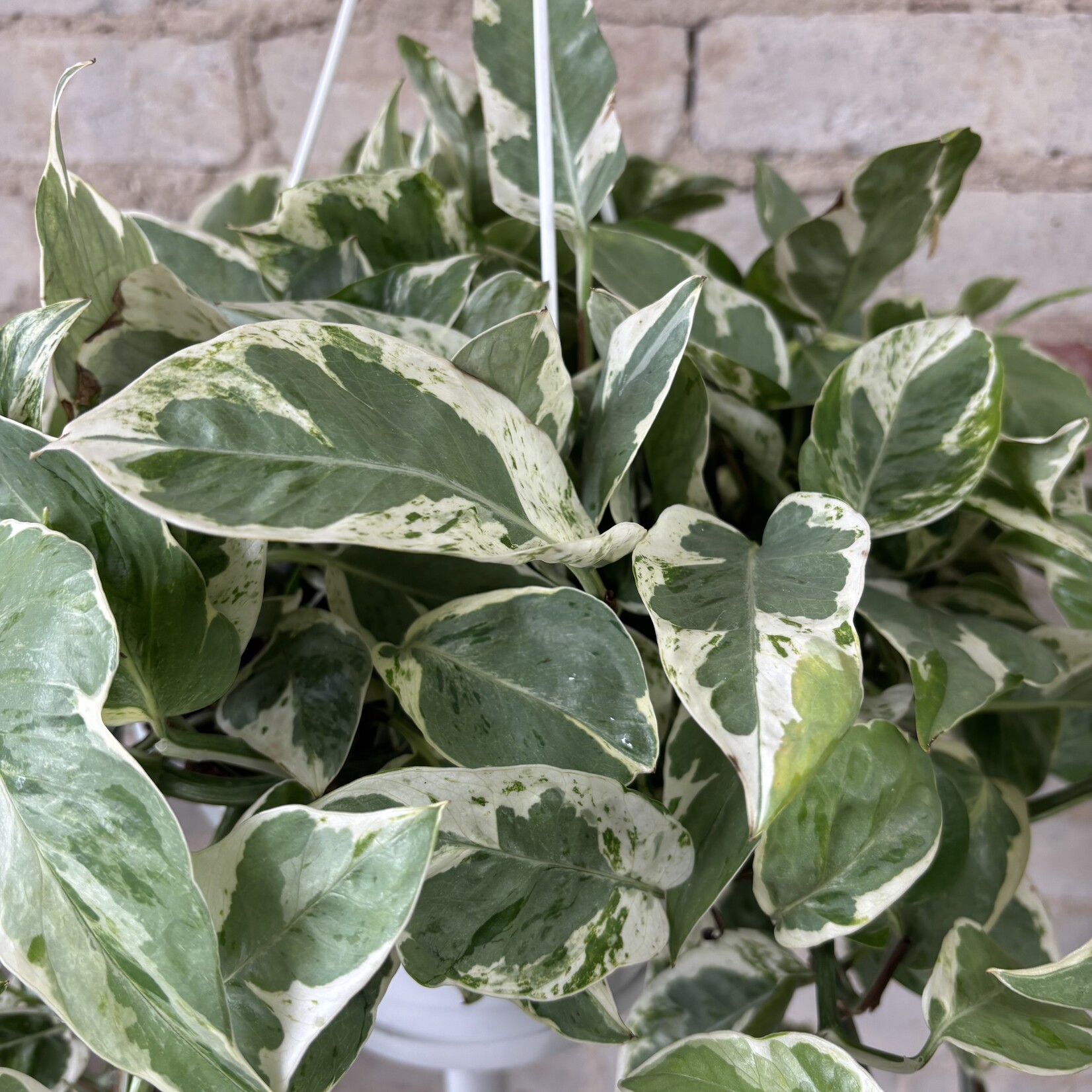 Pearls and Jade Pothos 8" HB