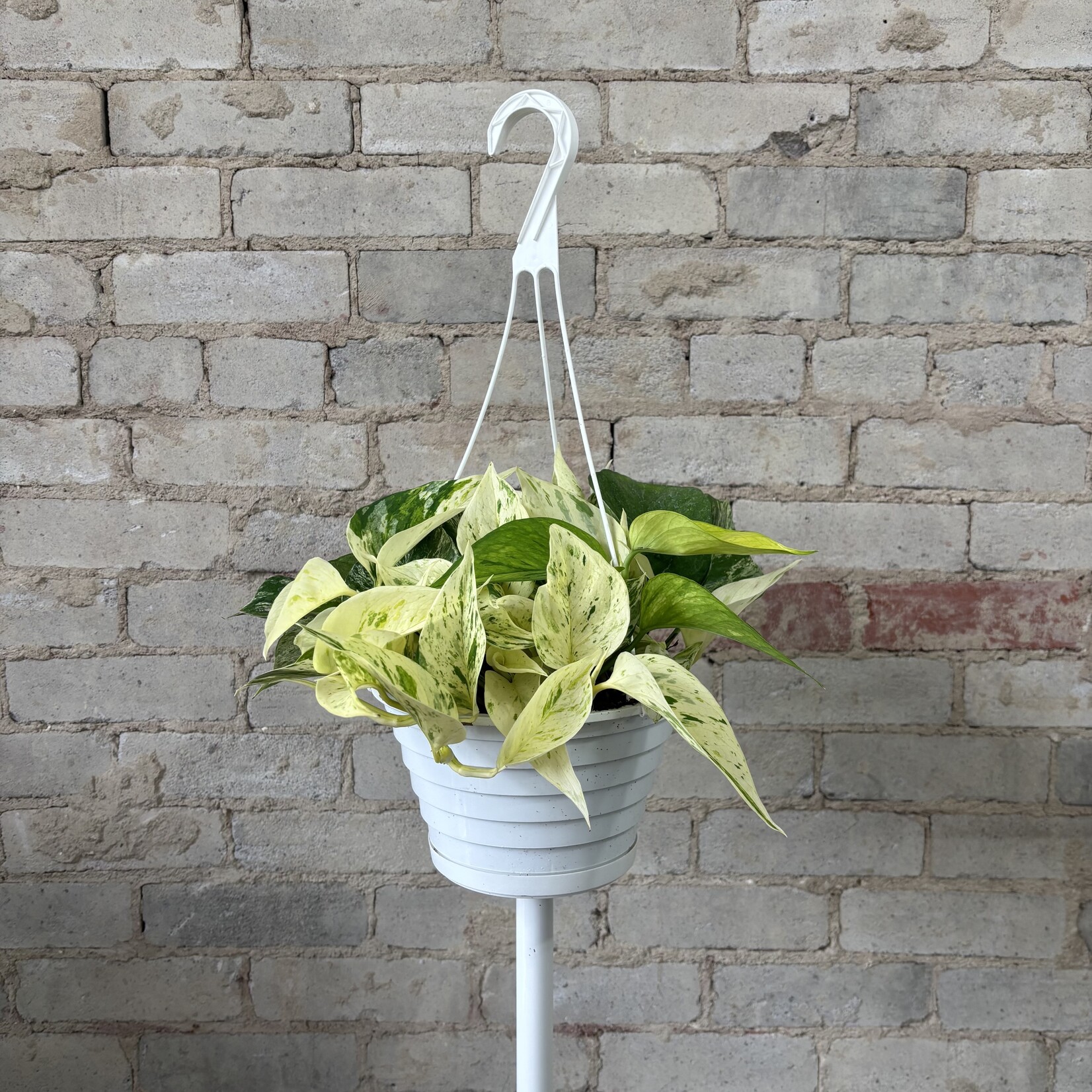 Pothos 'Snow Queen' 8" HB