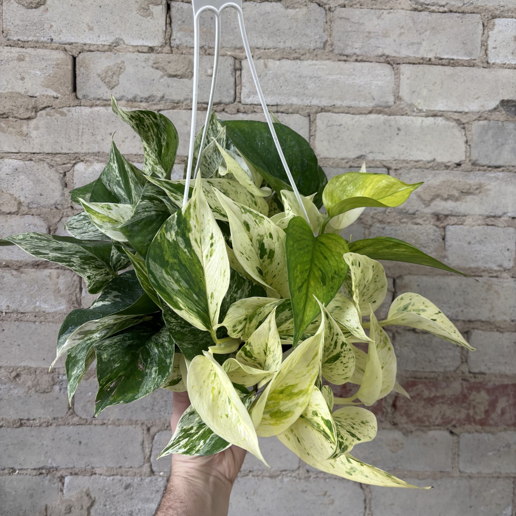 Pothos 'Snow Queen' 8" HB
