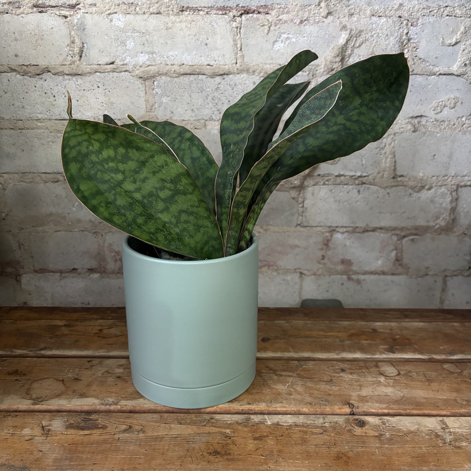 Sansevieria Sharkfin 5"