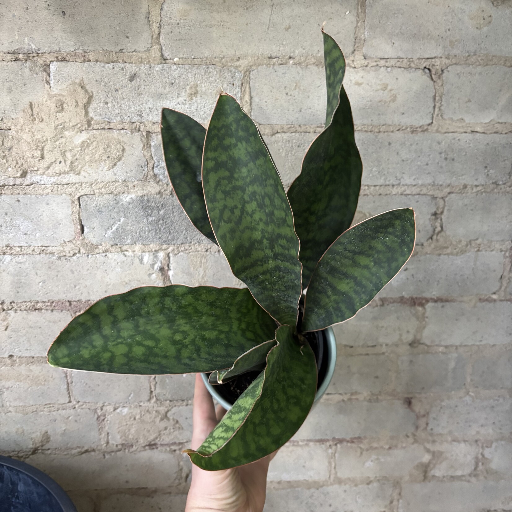 Sansevieria Sharkfin 5"