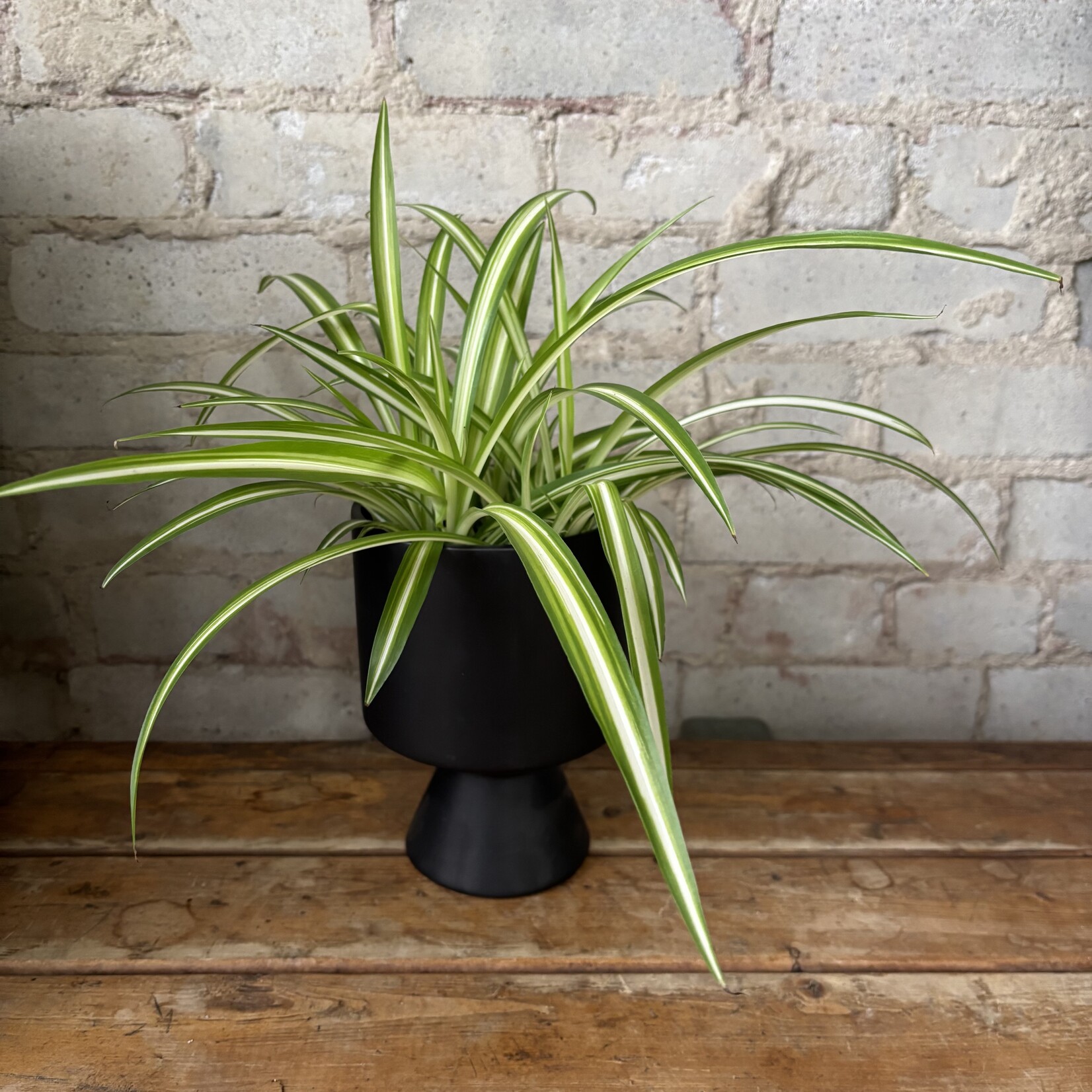 Spider Plant 5"
