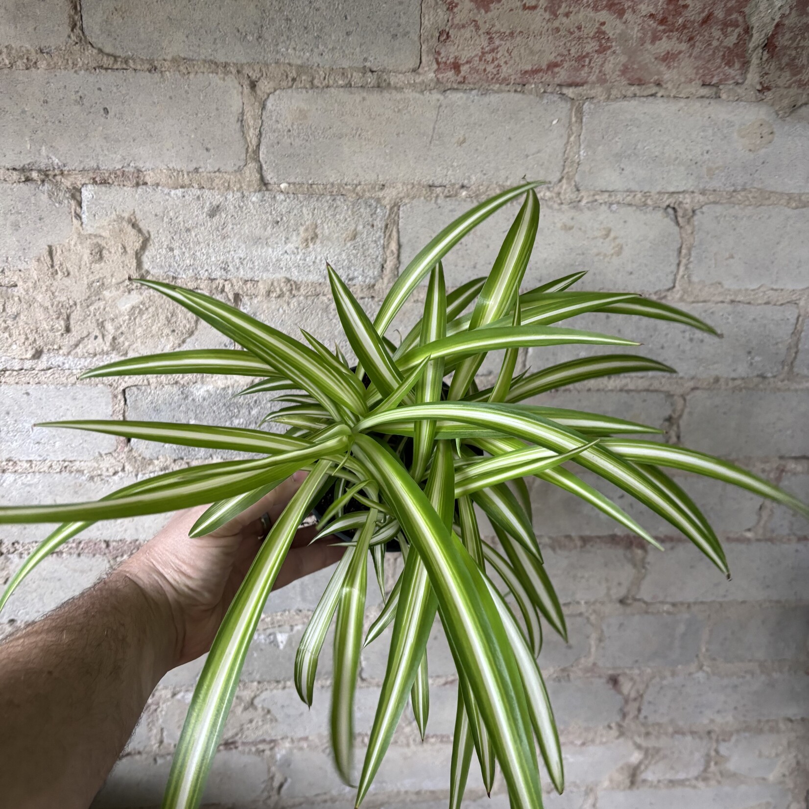 Spider Plant 5"