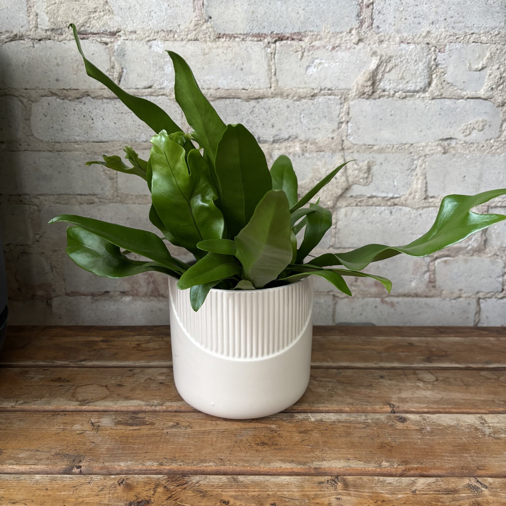 Crested Fern 5"