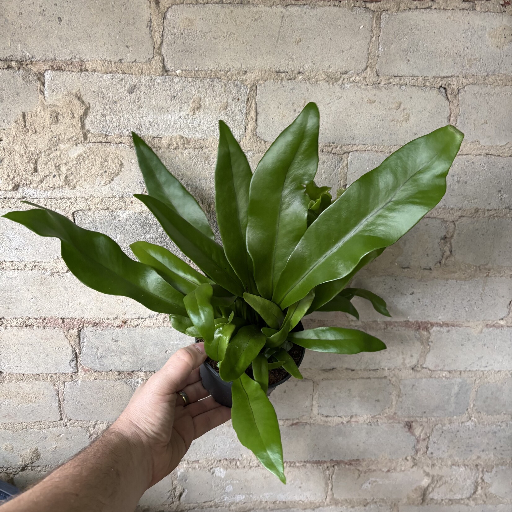 Crested Fern 5"