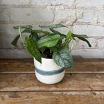 Monstera Siltepecana 4"