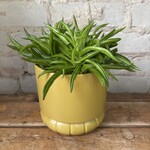 Peperomia Happy Bean 5"