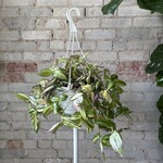 Tradescantia Multicolour 8"