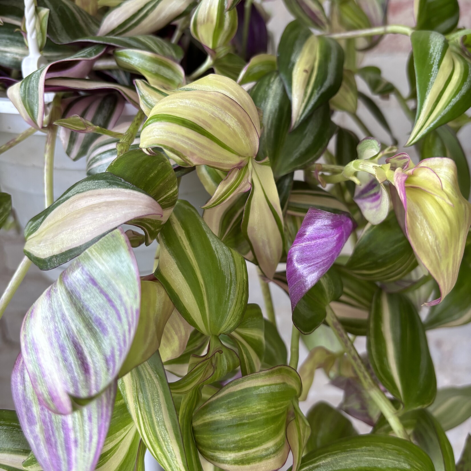Tradescantia Multicolour 8"