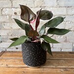 Philodendron Pink Princess 6"