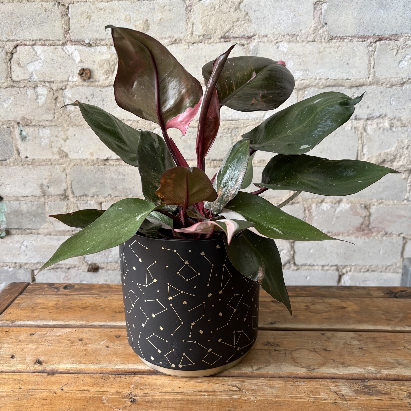 Philodendron Pink Princess 6"