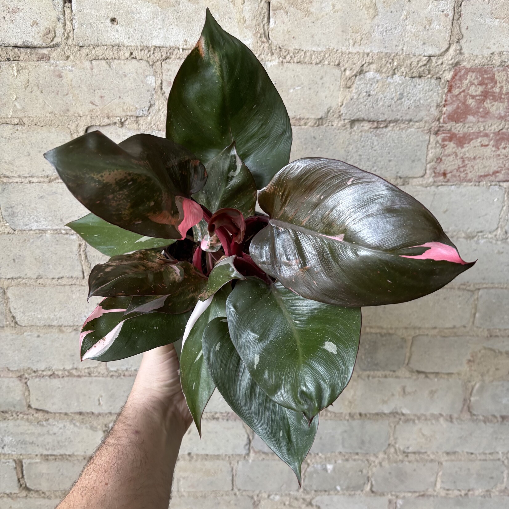 Philodendron Pink Princess 6"