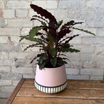 Calathea Rufibarba 6"