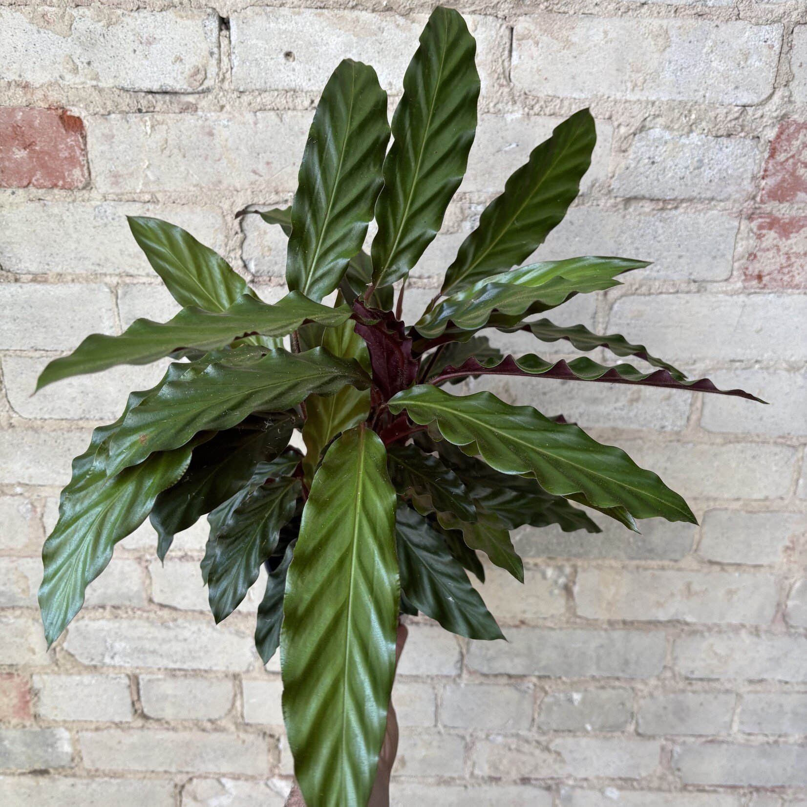 Calathea Rufibarba 6"