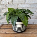 Calathea Musaica 'Network' 6"